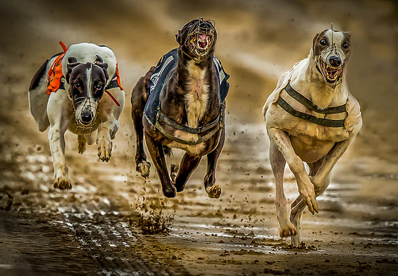 _D9R0471....... Speed and raw power.. Greyhounds racing ... "canis familiaris"