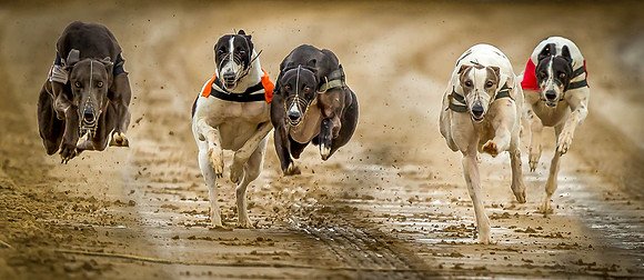 _D9R0464 ...  Greyhounds racing ... "canis familiaris"