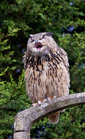 European Eagle Owl... "Bubo bubo"  yawning