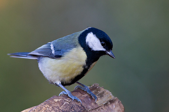 Great Tit...."Parus major"