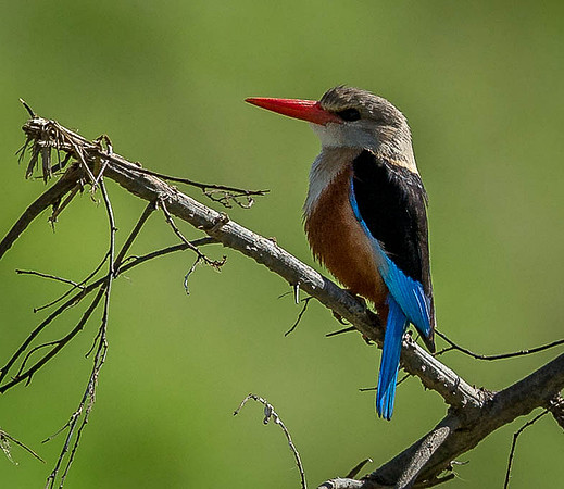 _D9R8941.. Grey-headed Kingfisher.."Halcyon leucocephala"..Masai Mara Kenya.