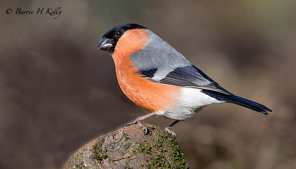 _J0A5005... "Bullfinch (Pyrrhula pyrrhula)"...male