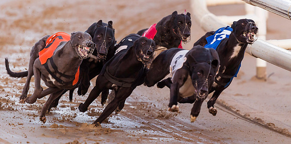 _D9R2892  .....Greyhounds racing ...  "canis familiaris"