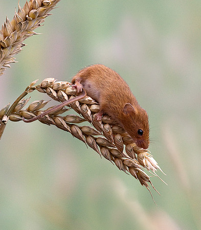 Harvest Mice....... "Micromys minutus"