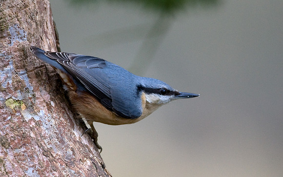 Nuthatch..... "Sitta europaea"