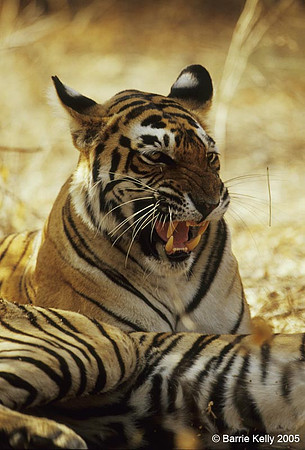 Bengal Tiger showing aggresion.. Ranthambhore National Park  India.