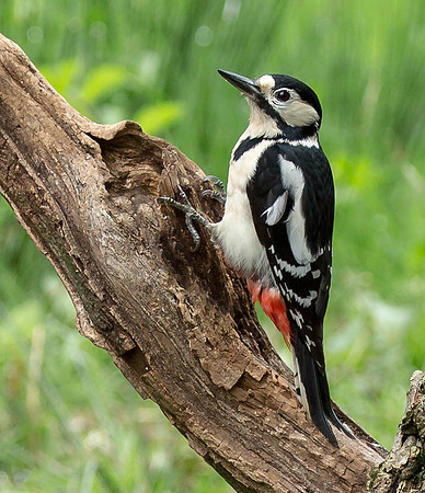 _J0A4244 ..... Great Spotted Woodpecker ..."Dendrocopos major" Female.