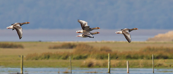 Greylag Geese .."Anser anser"