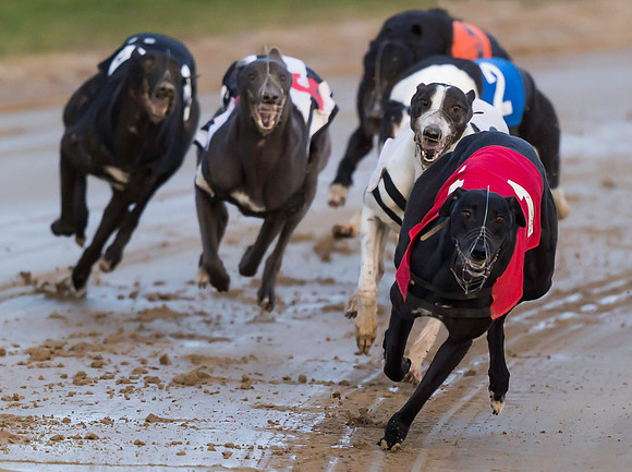 _D9R2877 .... Greyhounds racing ...  "canis familiaris"