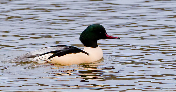 Goosander with it's distinctive hook-tipped red bill