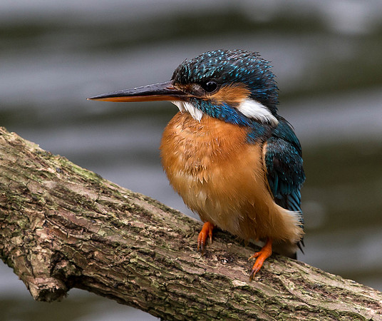 _D9R6928... Kingfisher..."Alcedo atthis".... female. At last the female arrives.