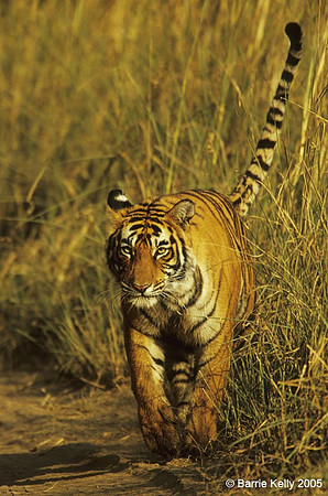 Female Bengal Tiger scent marking..Ranthambhore National  Park  India.