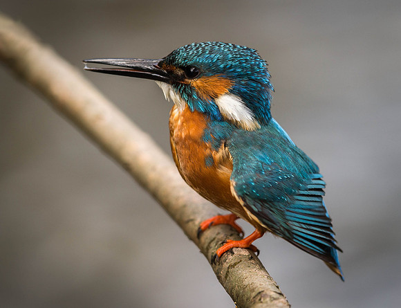 _D9R6451... Kingfisher..."Alcedo atthis"....  male