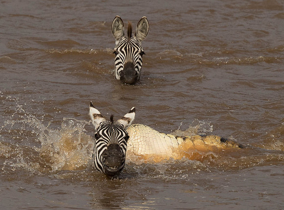 _D9R2657 ..Burchells  Zebras...."Equus quagga" Masai Mara Kenya.