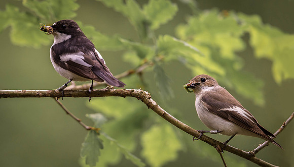 _D9R9156 Pied Flycatchers  ..."Ficedula hypoleuca" Male and Female.