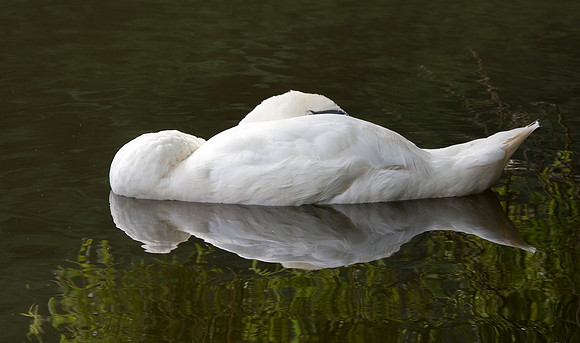Mute Swan  sleepy reflections  ..... "Cygnus olor"