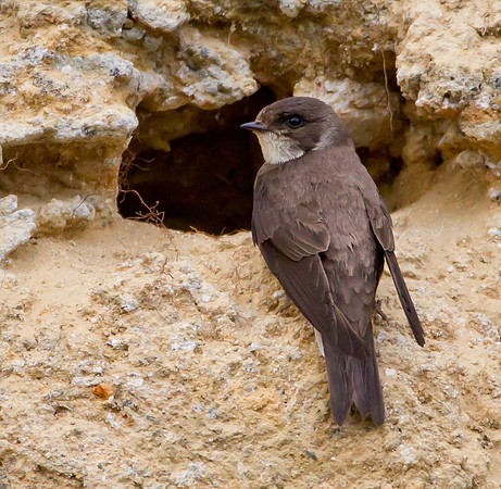 Sand Martin.....    "Riparia riparia"