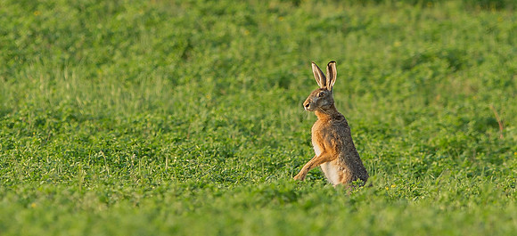 Brown Hare .... "Lepus capensis"