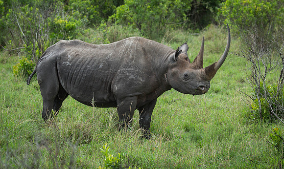 _J0A3659 ... Black Rhino..."Diceros bicornis"...Masai Mara Kenya
