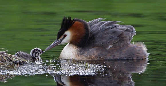 Great crested Grebe  ...." Podiceps cristatus"  Mother encouraging the chick to leave the nest and enter the water for the first time