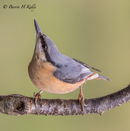 _J9A0406....Nuthatch .... (Sitta europaea)...