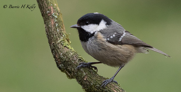 _J9A1400...Coal tit...... (Periparus ater)