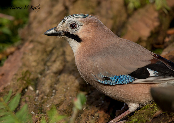 _J0A6725....Jay ..." Garrulus glandarius"