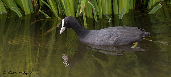 _J9A9491 ...Moorhen... (Gallinula chloropus)