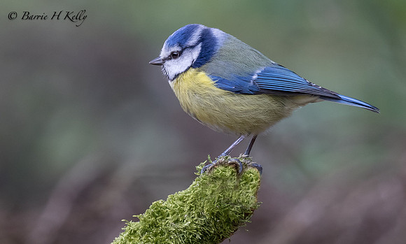 _J9A2636....Blue tit.... (Cyanistes caeruleus)
