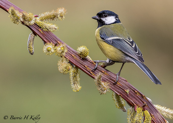_J9A1120... Great tit..... Parus major)