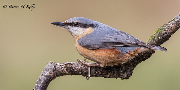 _J9A0442...Nuthatch.... (Sitta europaea)