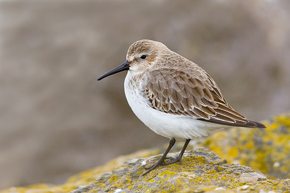 Dunlin  .... "Calidris alpina"