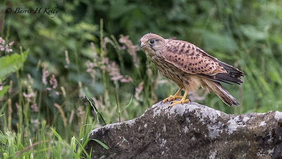 _J9A0249...Kestrel.... (Falco tinnunculus)...