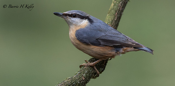 _J9A1375...Nuthatch..... (Sitta europaea)