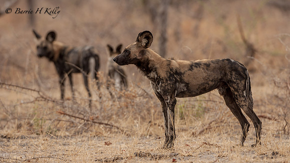 NX3M0068...wild dogs ready to hunt..Botswana