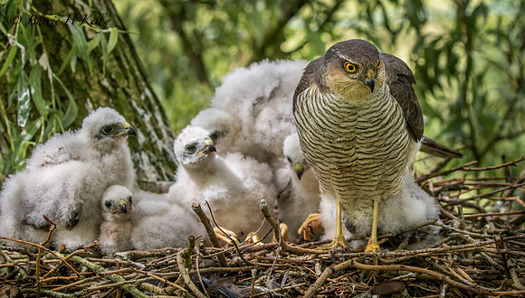 _J9A0538...Sparrowhawk.... (Accipiter nisus)