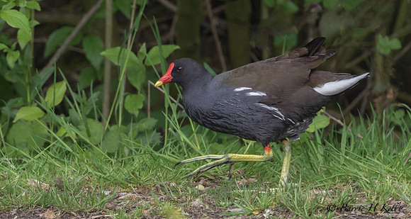 _J9A8875..."Moorhen.... (Gallinula chloropus)