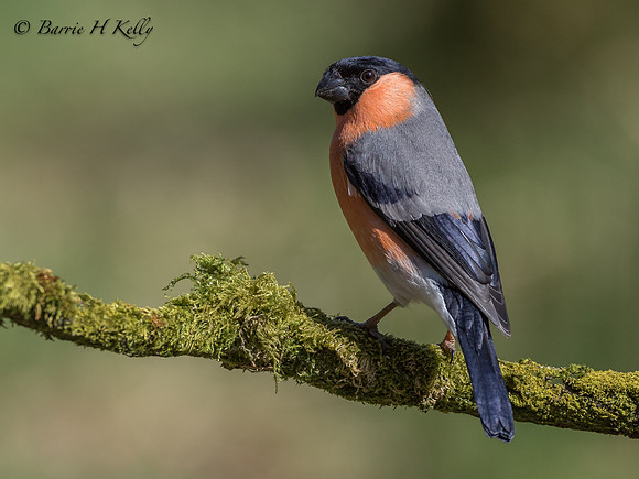 _J9A1892...Bullfinch..  (Pyrrhula pyrrhula)...Male