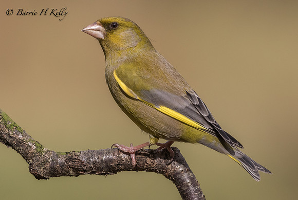 _J9A0337..., Greenfinch.... (Carduelis chloris)
