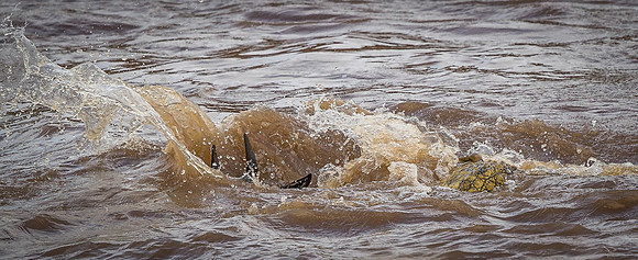 _D9R2587..Wildebeest ...."Connochaetes taurinus" Crocodile "Crocodylinae" Masai Mara Kenya.