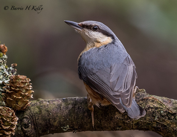 _J9A2551..."Nuthatch.... (Sitta europaea)
