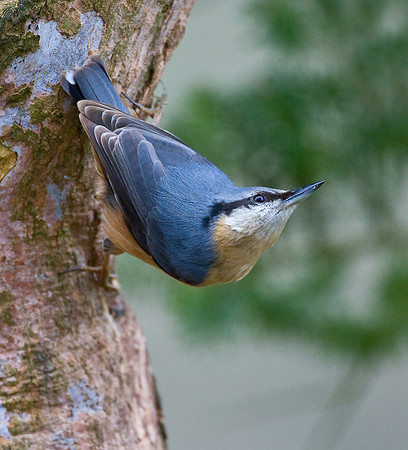 Nuthatch ..... "Sitta europaea"