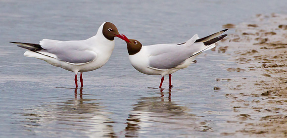 Black-headed Gull  ... "Larus ridibundus"  Begging for food.