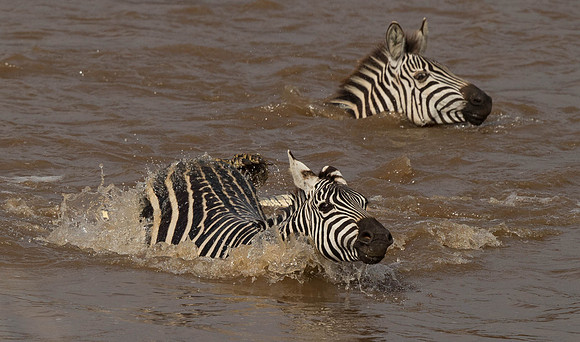_D9R2666 ..Burchells  Zebras...."Equus quagga" Masai Mara Kenya.