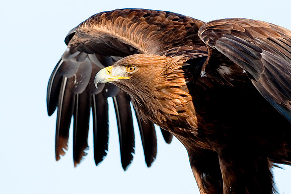 Golden Eagle  "Aquila chrysaetos"...  ...photographed in Scotland
