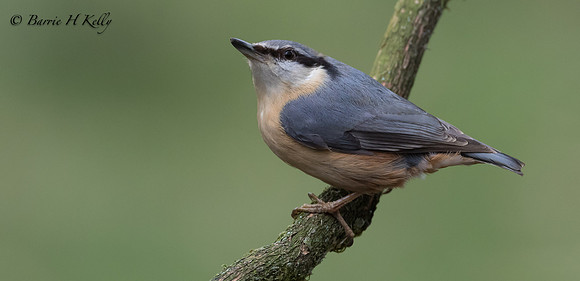 _J9A1380..Nuthatch.... (Sitta europaea)