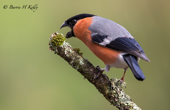 _J9A1223...Bullfinch .... (Pyrrhula pyrrhula)....male