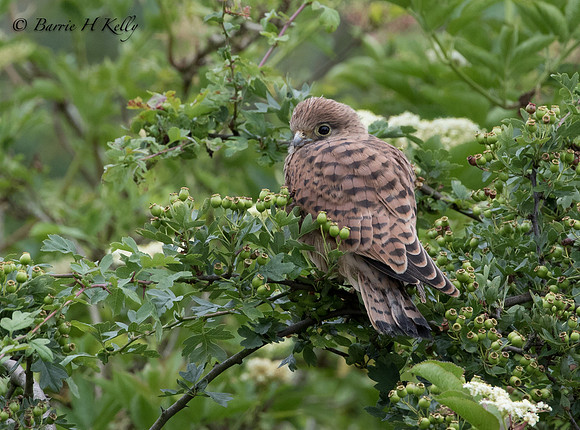 _J9A0048....Kestrel.... (Falco tinnunculus).....