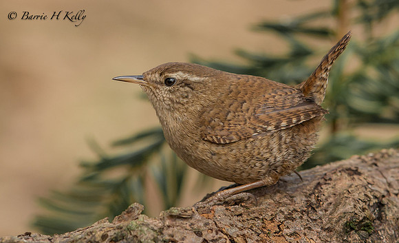 _J0A2708...Wren.... (Troglodytes  troglodytes)