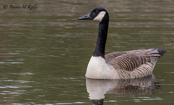 _J9A8905.., "Canada Goose.... (Branta canadensis)